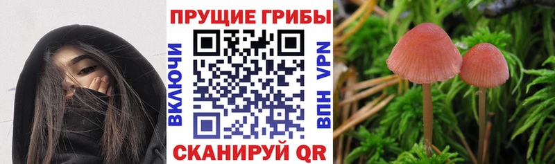 где можно купить наркотик Асбест Псилоцибиновые грибы GOLDEN TEACHER